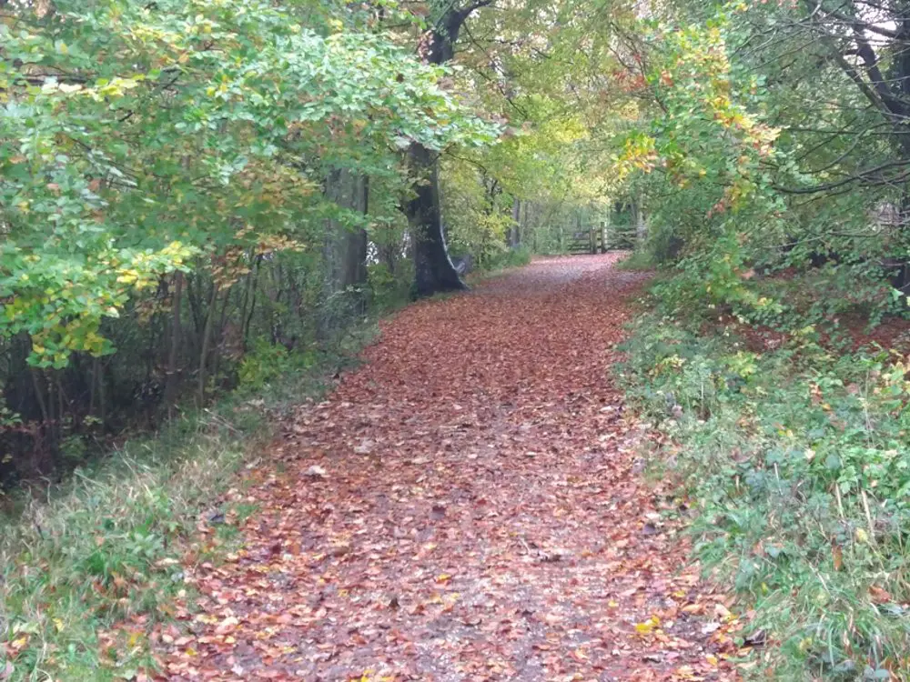 Self-care in the Autumn/Winter months – the power of nature

Read more at Relate Mid and East Surrey walk